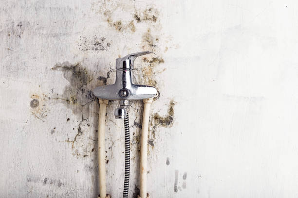 Best Mold Testing and Inspection Services in Carle Place, NY