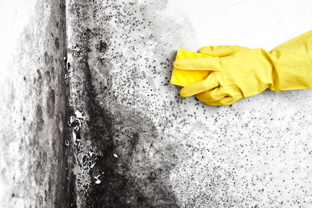 Best White Mold Remediation in Carle Place, NY