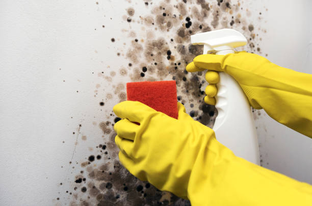 Professional Mold Remediation in Carle Place, NY